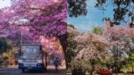 Bengaluru spring