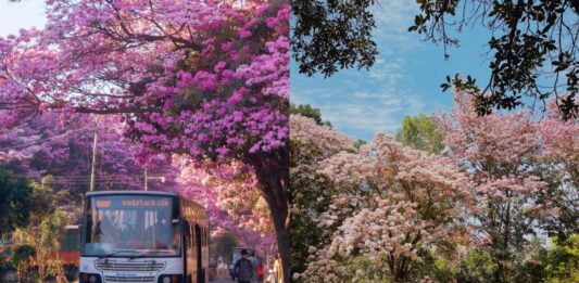 Bengaluru spring