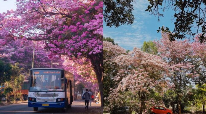 In Pics: Spring Comes To Bengaluru Turning It Pink, #PinkBangalore Trends Bengaluru spring