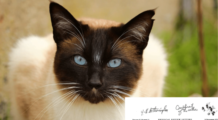 A Cat Co-Authored A Research Paper In 1975: Let’s Meet Chester