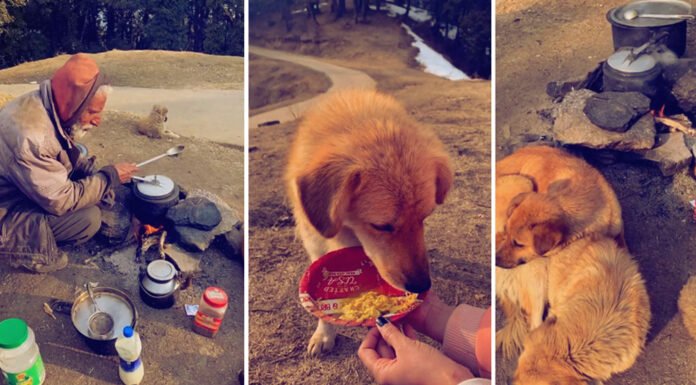Struggling To Earn His Own Bread, Man Feeds 16 Dogs In Himachal Pradesh