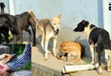 Stray Dogs Bite 85 People In 2 Days In UP’s Moradabad: Dealing With The Menace