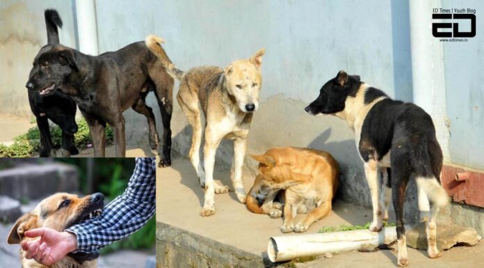 Stray Dogs Bite 85 People In 2 Days In UP’s Moradabad: Dealing With The Menace