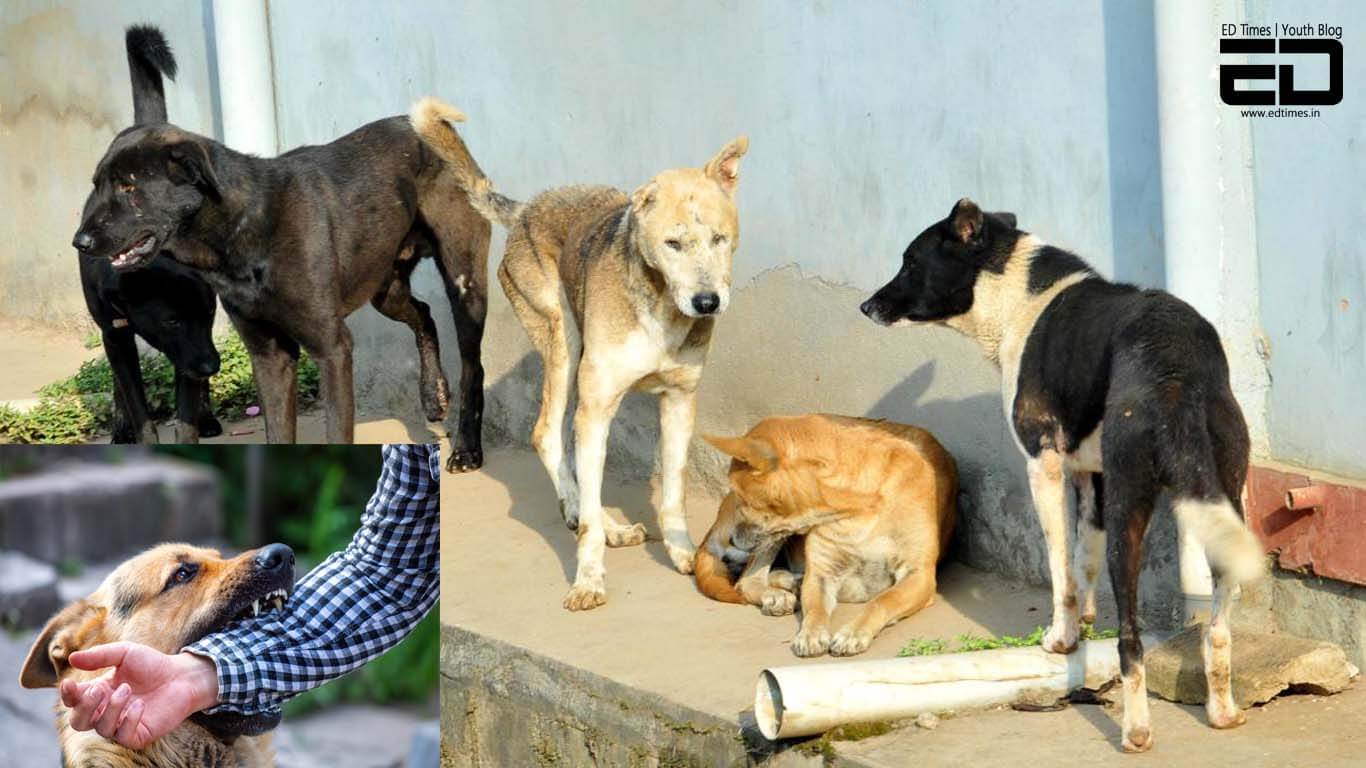 Stray Dogs Bite 85 People In 2 Days In UP's Moradabad: Dealing With The  Menace