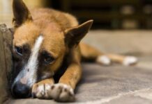 #SorrySheru Trends On Twitter Courtesy A Mumbai Vegetable Vendor #SorrySheru