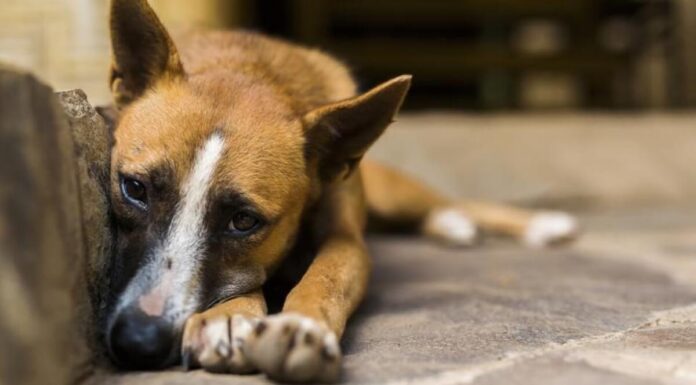 #SorrySheru Trends On Twitter Courtesy A Mumbai Vegetable Vendor #SorrySheru