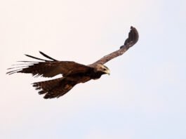 Eagles Hawks In Bangalore