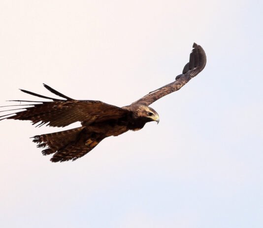 Eagles Hawks In Bangalore