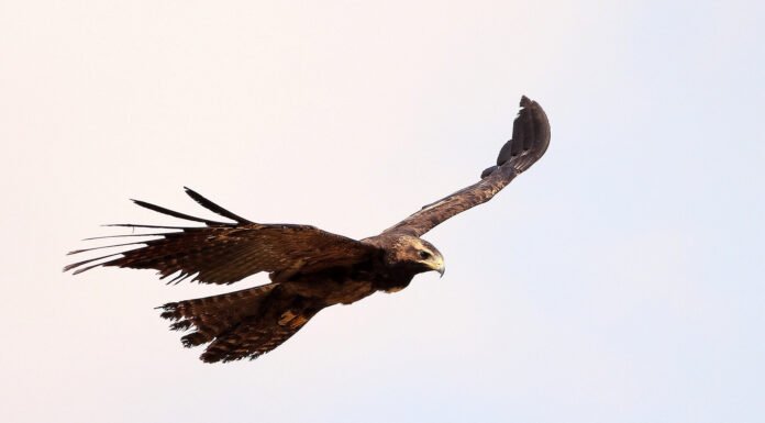 पिछले 20 वर्षो से एक 55 साल की औरत भटके हुए बाज़ों और गरुड़ों को बैंगलोर में खाना खिलाती आ रही है Eagles Hawks In Bangalore