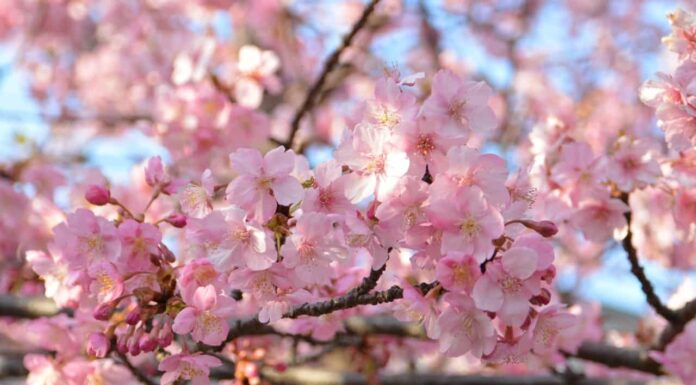 Watch: Places Around The World That Are Famous For Cherry Blossoms Apart From Japan