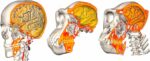 evolution of the modern human brain