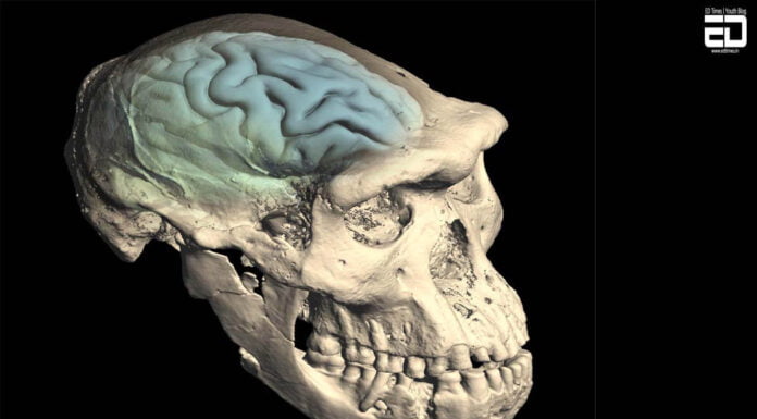 आधुनिक मानव मस्तिष्क 1.7 मिलियन वर्ष पूर्व-विकास कैसे दिखता था?