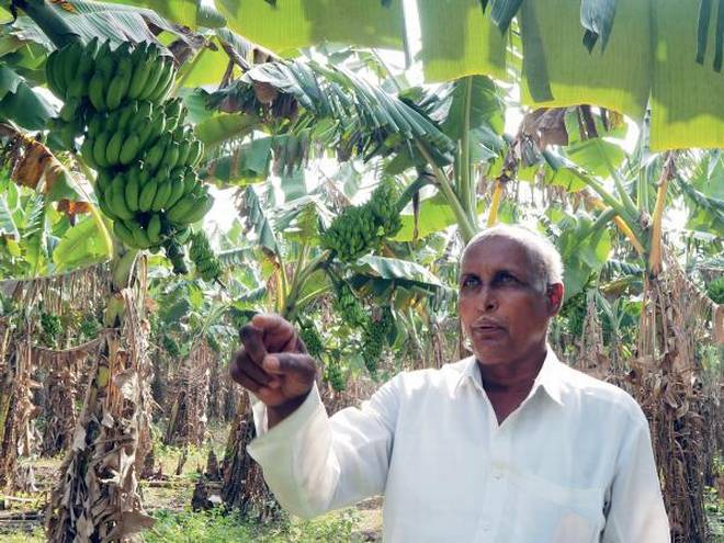 Andhra Pradeshs Natural Farming Model Could Increase Sustainable Agriculture Practices In India 7661