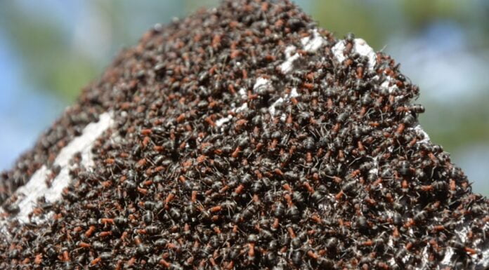 रिसर्चड: कैसे कीट कालोनियों में संक्रमण से लड़ते हैं