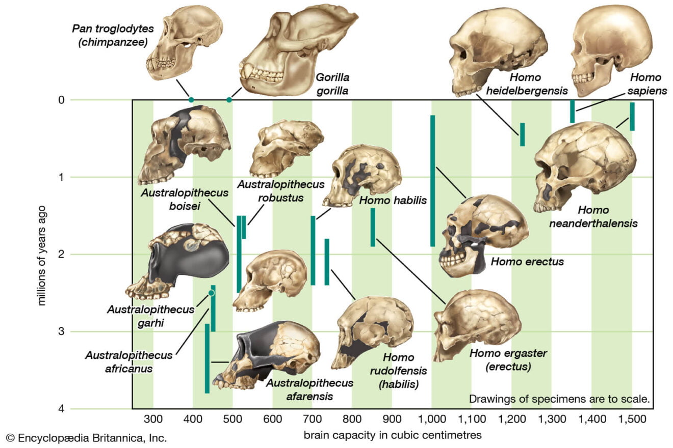 How Did The Modern Human Brain Look 1.7 Million Years Ago Pre-Evolution?