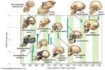 evolution of the modern human brain