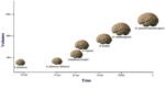 evolution of the modern human brain