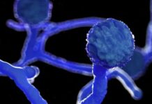 ब्लैक फंगस के साथ कोविड के मरीजों को अलग वार्ड मिलें, संक्रमण जो भारत में ही पाया गया