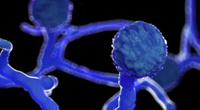 COVID Patients With Black Fungus To Get Separate Wards, Infection Found Only In India