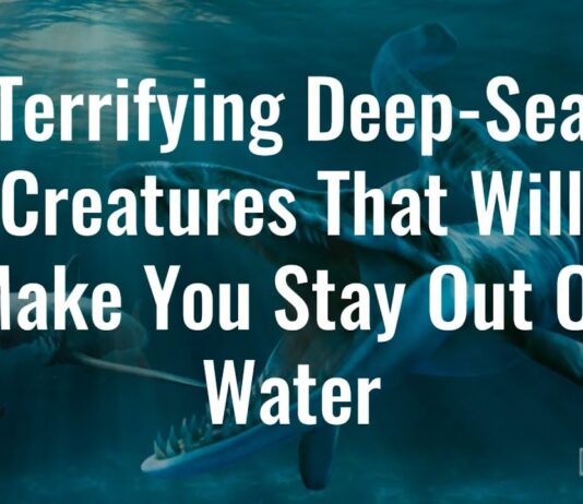 Watch: Terrifying Deep Sea Creatures That Will Make You Stay Out Of Water