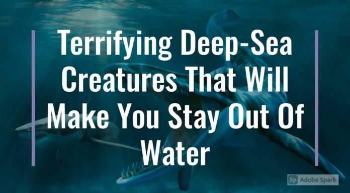 Watch: Terrifying Deep Sea Creatures That Will Make You Stay Out Of Water