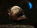 deep sea creatures