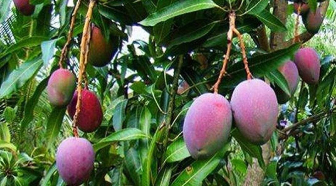 World's Costliest Mangoes, Coming From India, Were Grown Accidentally