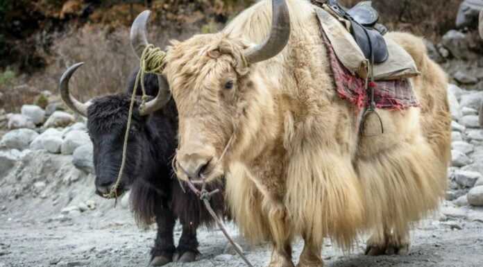 Himalayan Yaks To Get Insurance By National Insurance Company: But Why?