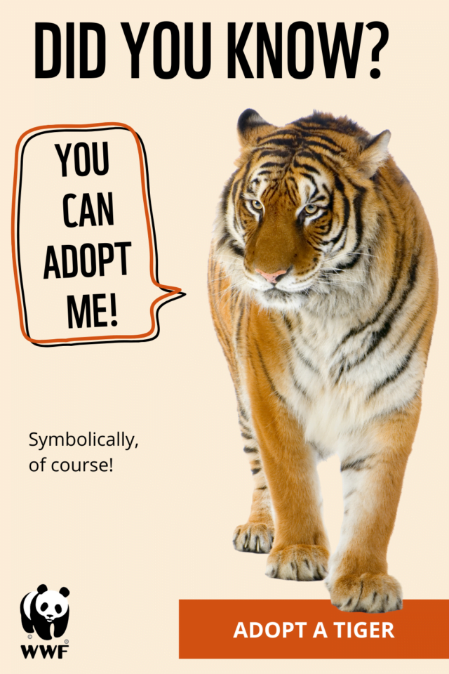 Experiences Of People Who Have Adopted Wild Animals From Mumbai