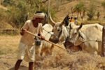 A Farmers Plight in an Agrarian Nation-min (1)
