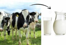 рдХрдВрдЯреНрд░реА рдбрд┐рд▓рд╛рдЗ рдЧреБрдбрд╝рдЧрд╛рдВрд╡ рд╕реЗ рднрд╛рд░рдд рдХрд╛ рд╕рдмрд╕реЗ рддреЗрдЬреА рд╕реЗ рдмрдврд╝рддрд╛ рдбреЗрдпрд░реА рд╕реНрдЯрд╛рд░реНрдЯрдЕрдк рд╣реИ