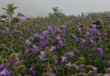 neelakurinji flowers