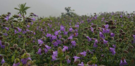 neelakurinji flowers
