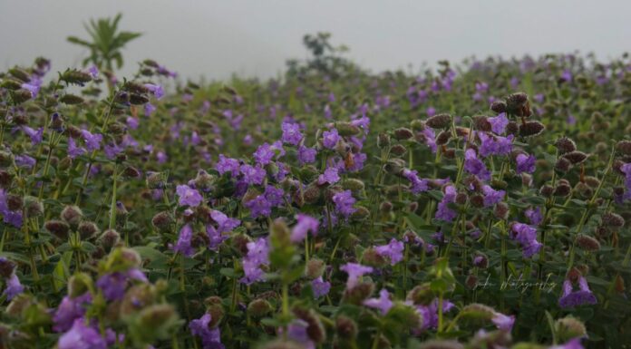 These Flowers From Karnataka That Bloom Once In 12 Years Are Truly An Incredible Sight neelakurinji flowers