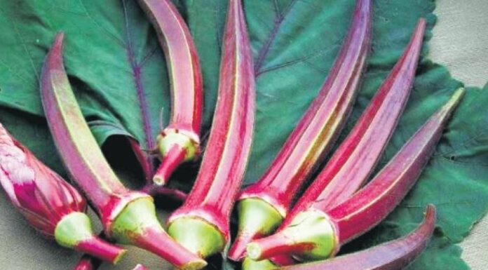 Which Is This Bhindi That Is Selling For Rs 800 A Kg?