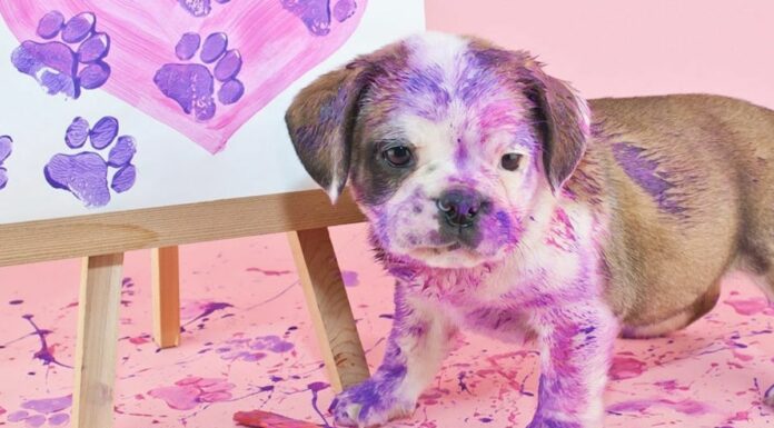 In Pics: Five Paintings Made By Dogs Which Were Sold At High Prices