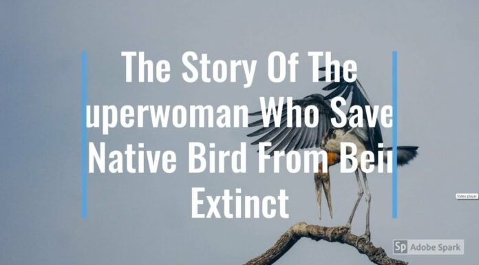 Watch: The Story Of The Superwoman Who Saved A Native Assam Bird From Being Extinct