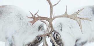 Wildlife Photographer of the Year