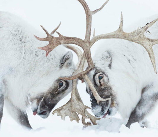 Wildlife Photographer of the Year