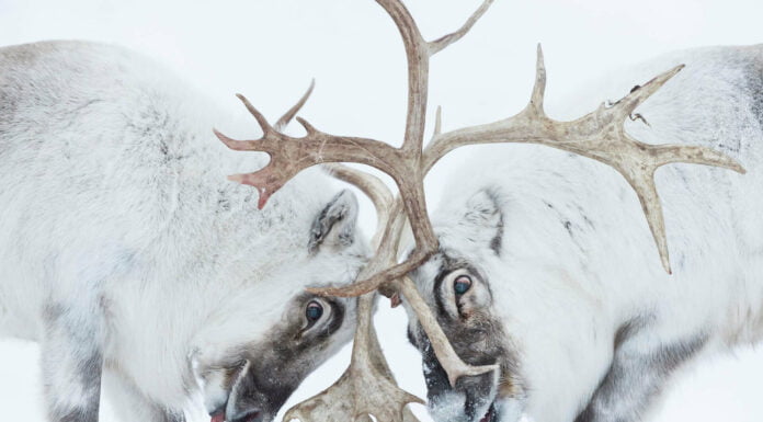 ‘Explosive Fish Sex’ Wins Top Prize In Wildlife Photographer Of The Year 2021 Wildlife Photographer of the Year