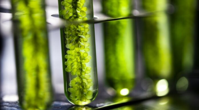 This Startup From Thrissur Makes Cookies From Algae And Seaweed: India’s First