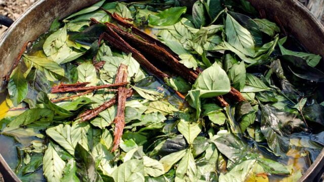 Ayahuasca and chakruna leaves being cooked ahead of a ceremony in Peru
