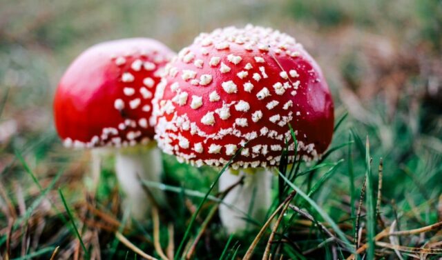 Amanita Muscaria Mushrooms, which were previously believed to be the Ancient Indian Soma