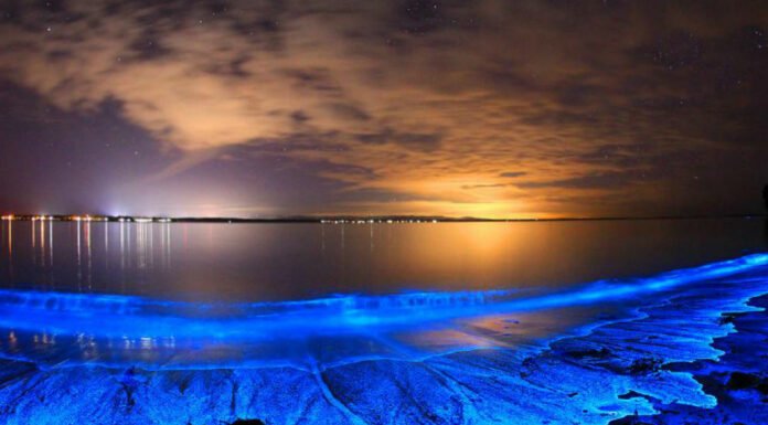 6 Places In India That Glow In The Dark