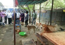 iit madras dogs