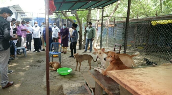 An Institute Of Eminence, IIT Madras Is Ill-Treating Dogs On Campus iit madras dogs