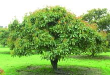 Chefs Are Banning This Fruit For Climate: Here’s Why