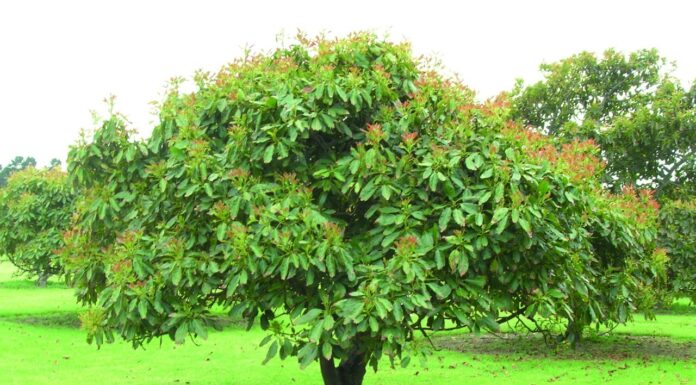 Chefs Are Banning This Fruit For Climate: Here’s Why