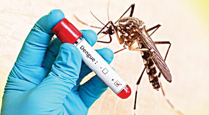 Can Dengue, Caused By Mosquitoes, Be Fought By Mosquitoes? mosquitoes dengue