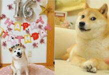 The Story Of Kabosu, The Dog Behind The Doge Meme